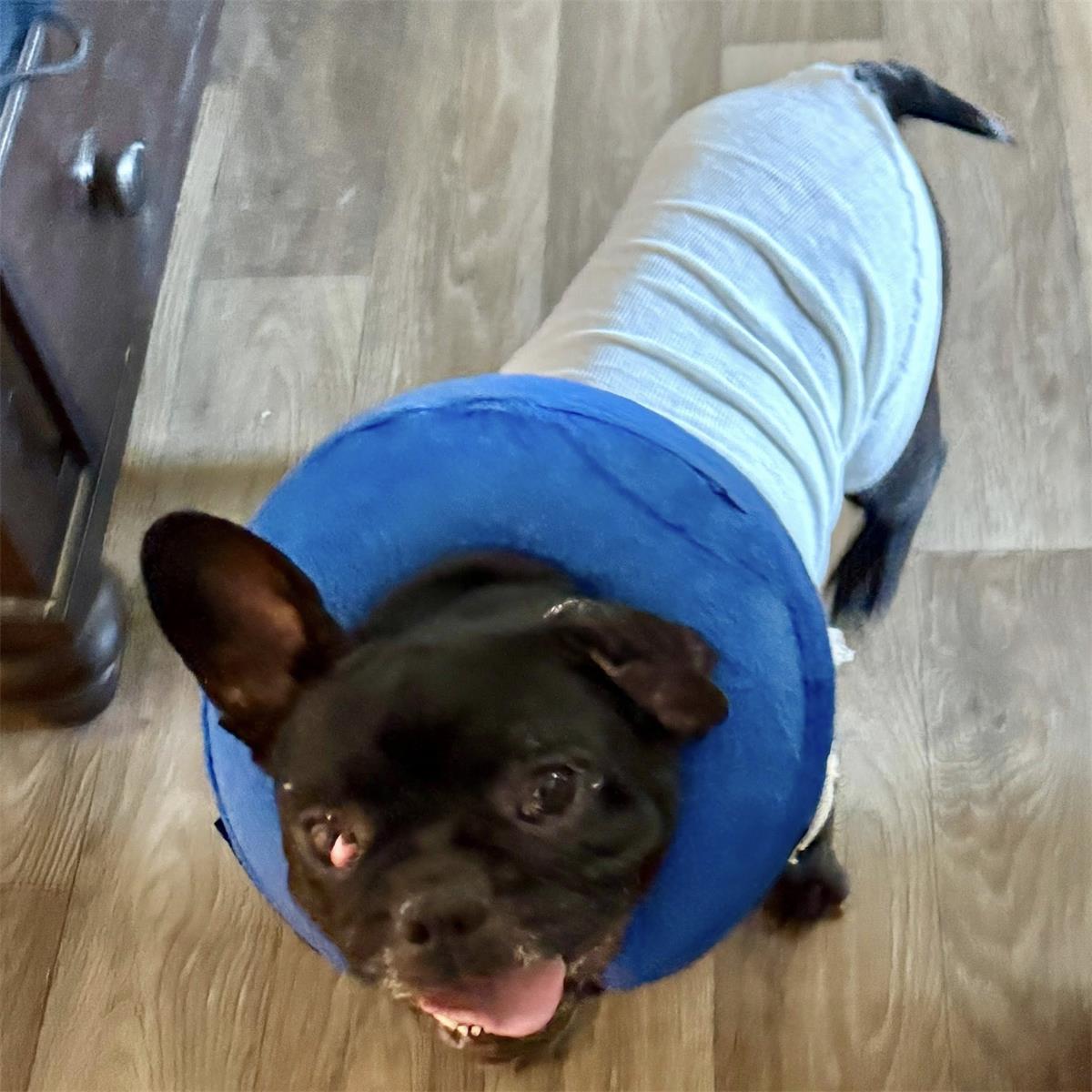 Arlove after 1st Vet visit